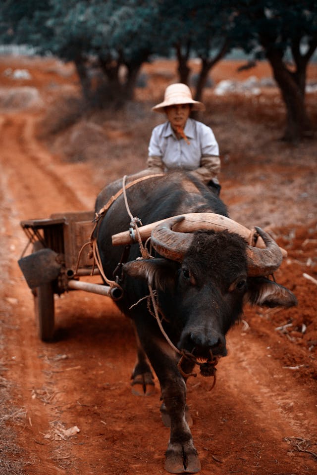 Chinese Farmer